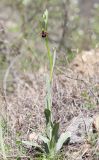 Ophrys mammosa. Цветущее растение. Крым, окр. с. Зеленогорье, ущ. р. Пананьян-Узень, пойма ручья, луг на берегу. 5 мая 2021 г.