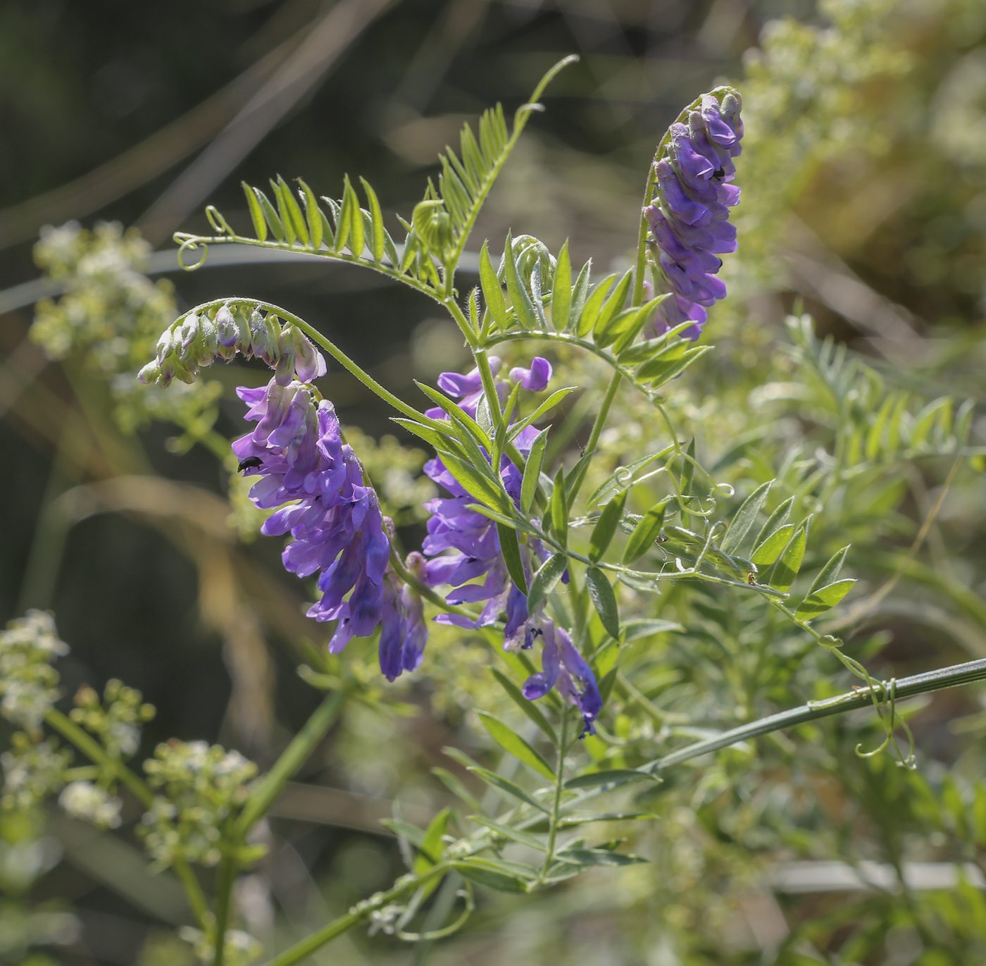 Изображение особи Vicia cracca.