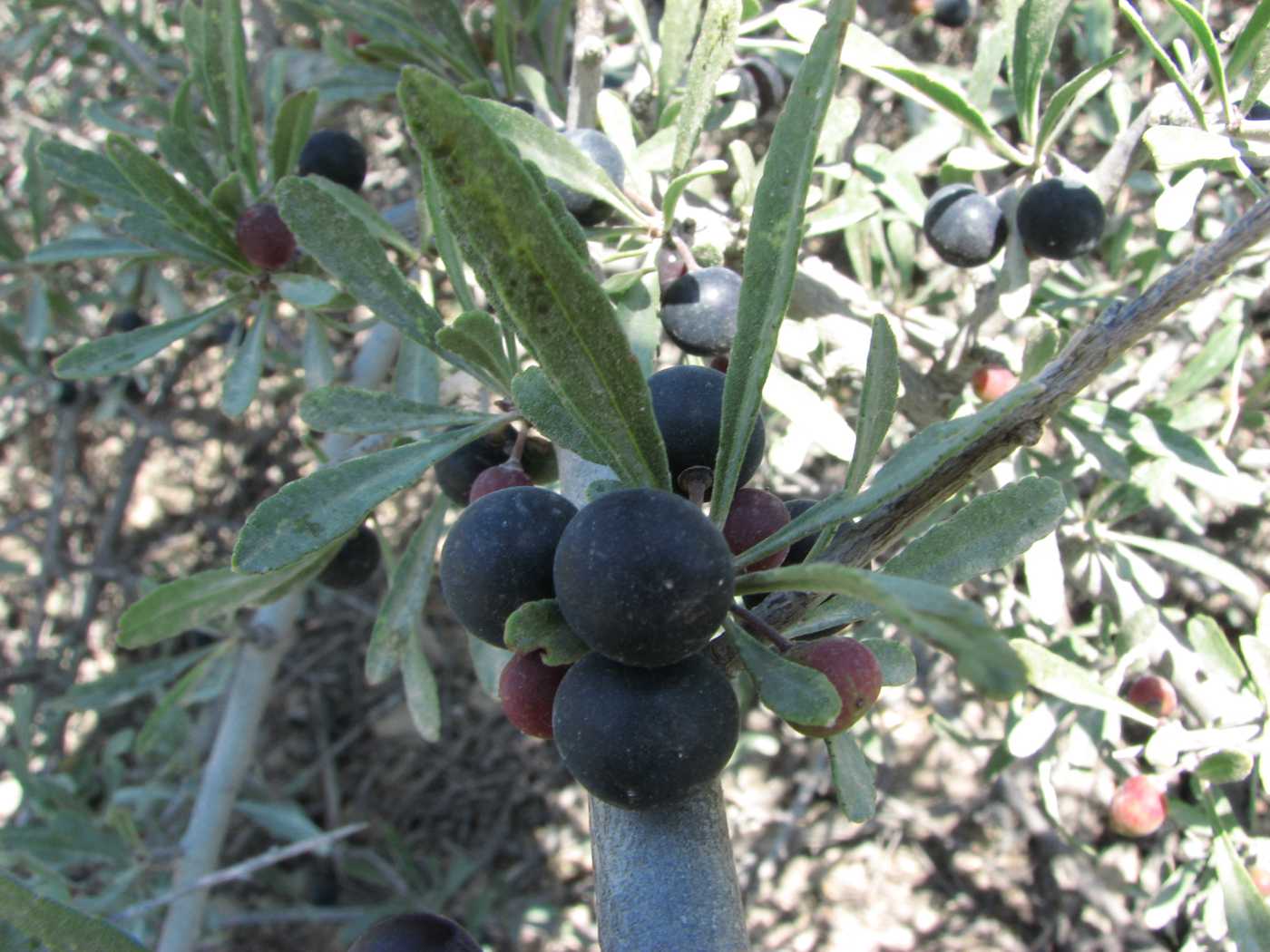 Image of Rhamnus erythroxyloides specimen.