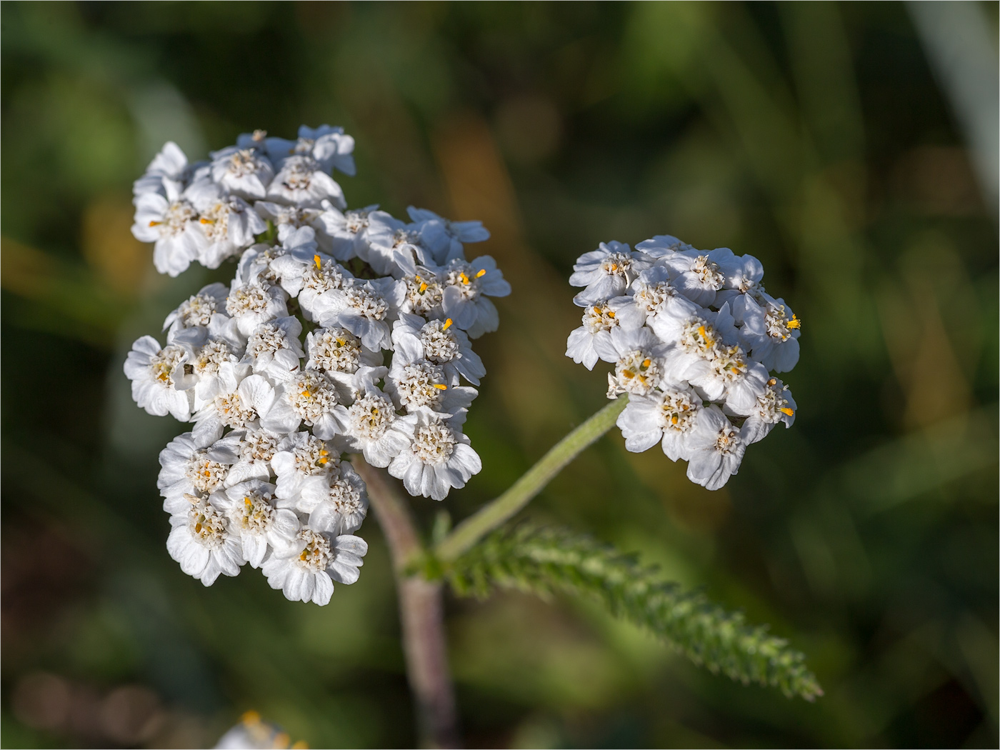 Изображение особи Achillea apiculata.