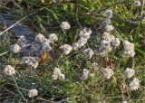 Antennaria dioica. Верхушки плодоносящих растений. Мурманская обл., п-в Рыбачий, м. Коровий, приморский луг у границы с россыпью камней. 28.07.2020.