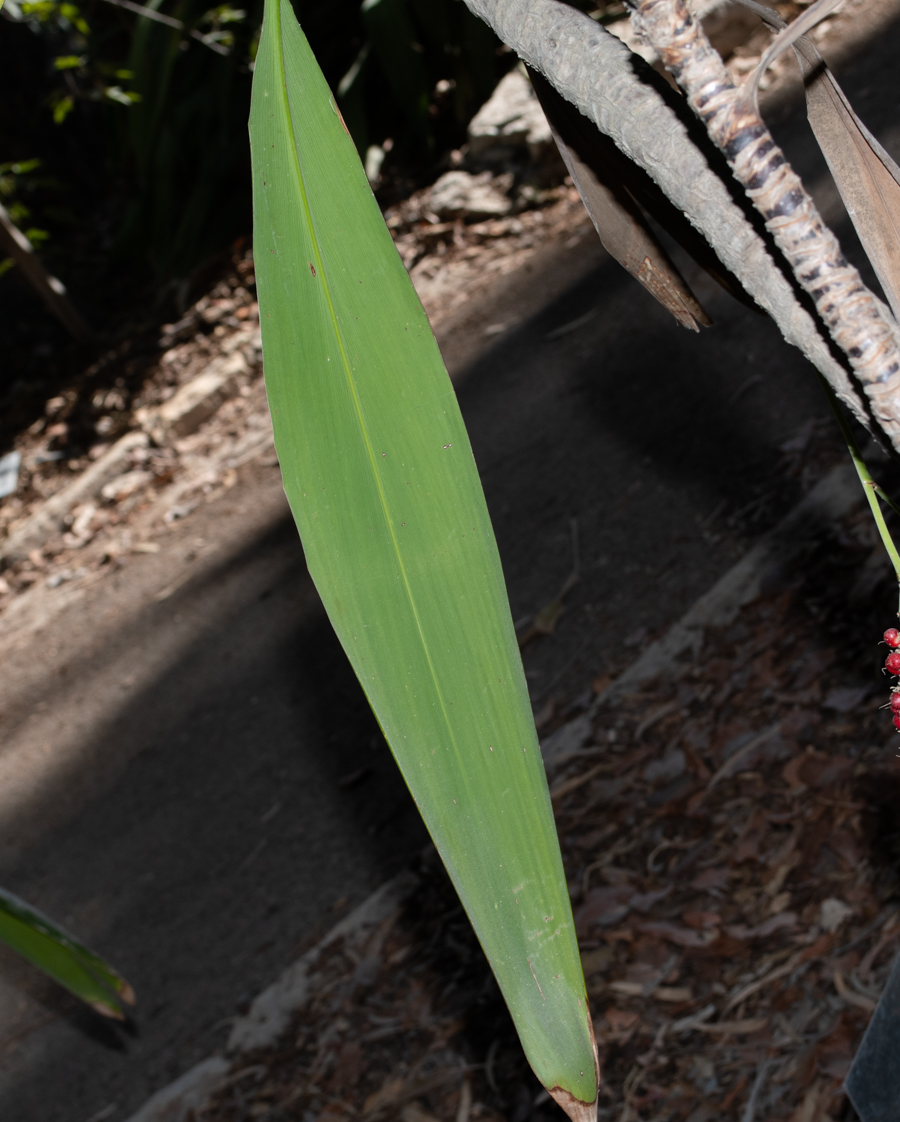 Image of Cordyline petiolaris specimen.