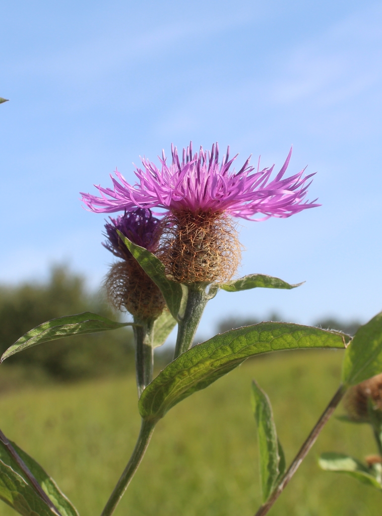 Image of Centaurea pseudophrygia specimen.