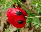 genus Papaver. Цветок. Азербайджан, Масаллинский р-н. 14.04.2010.