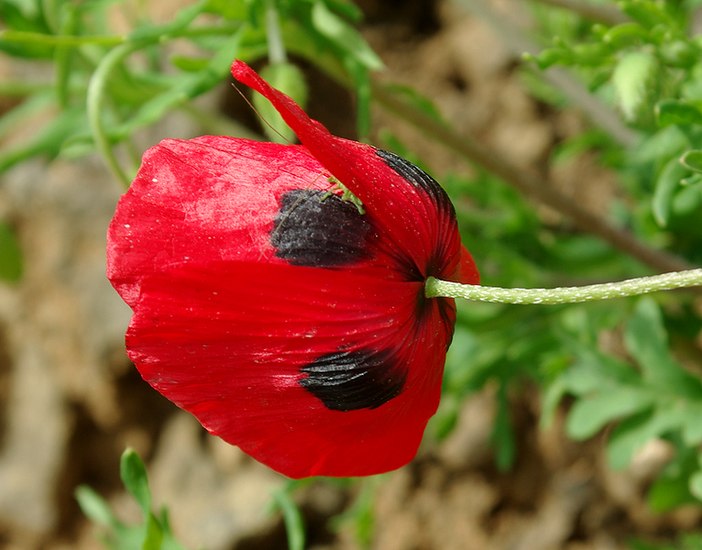 Image of genus Papaver specimen.