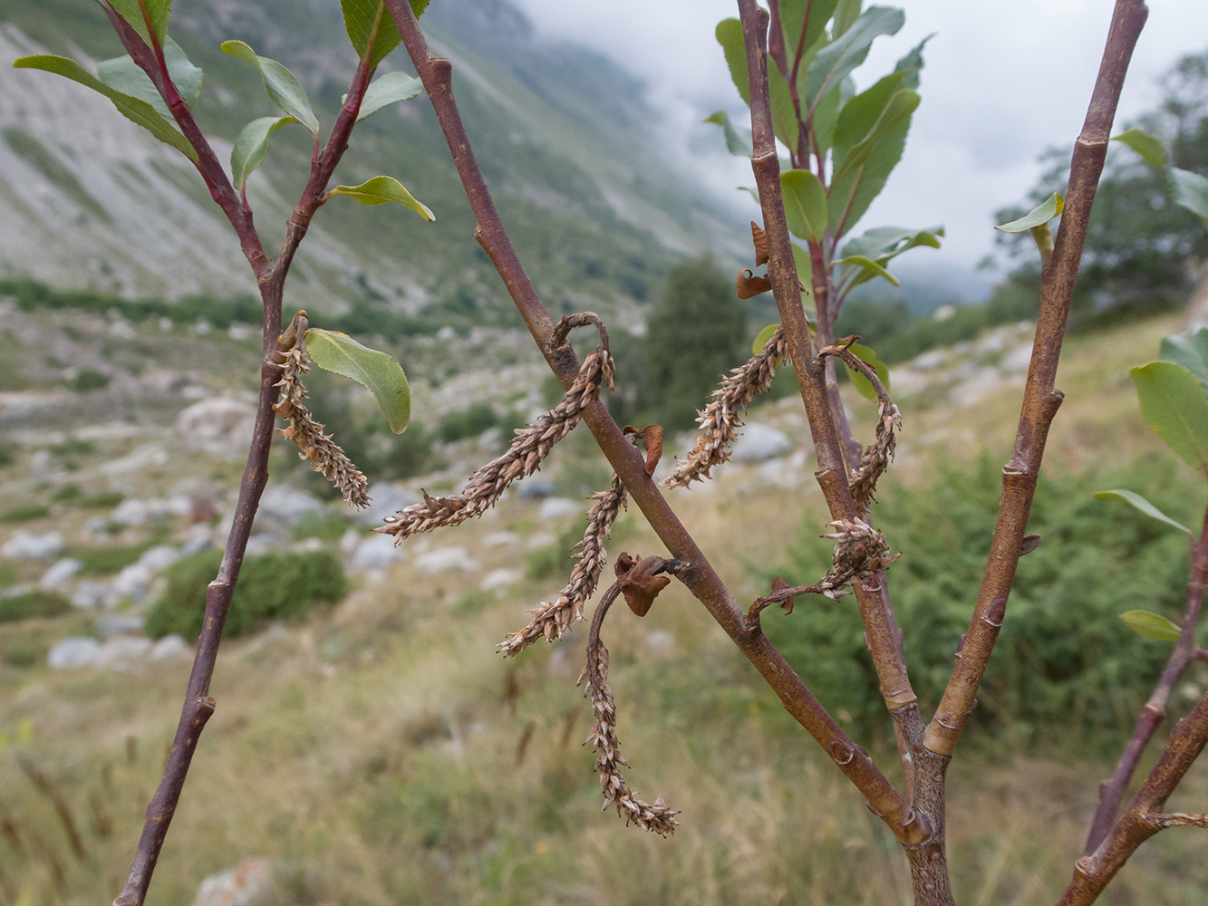 Изображение особи Salix caucasica.