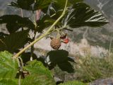 Rubus idaeus