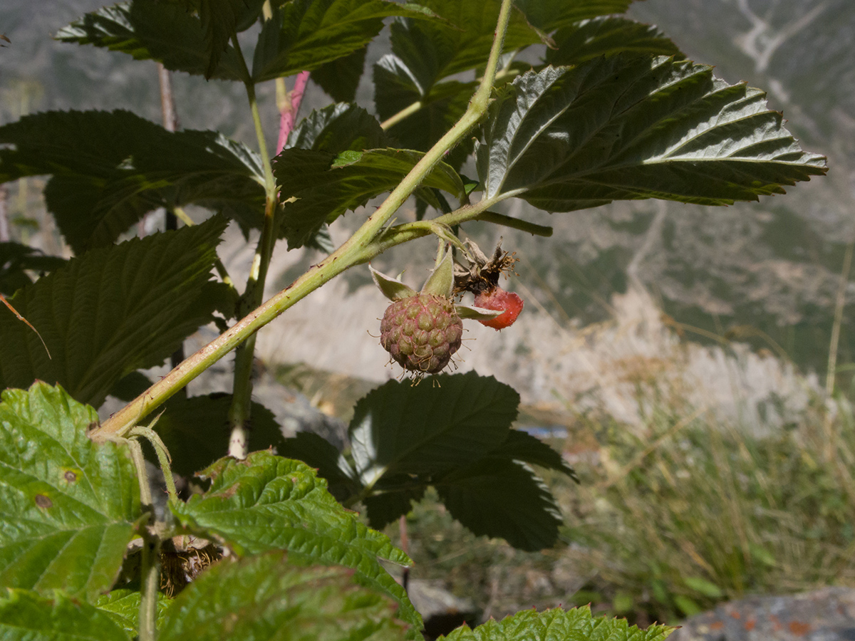 Изображение особи Rubus idaeus.