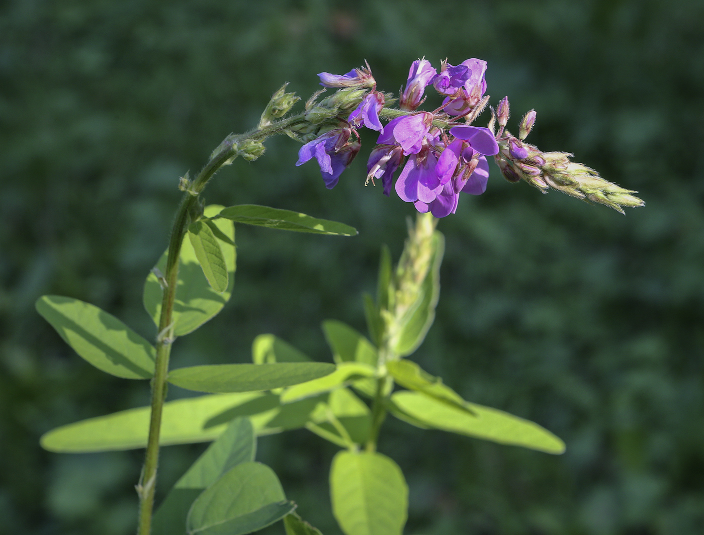 Image of Desmodium canadense specimen.