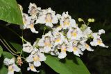 Catalpa bignonioides