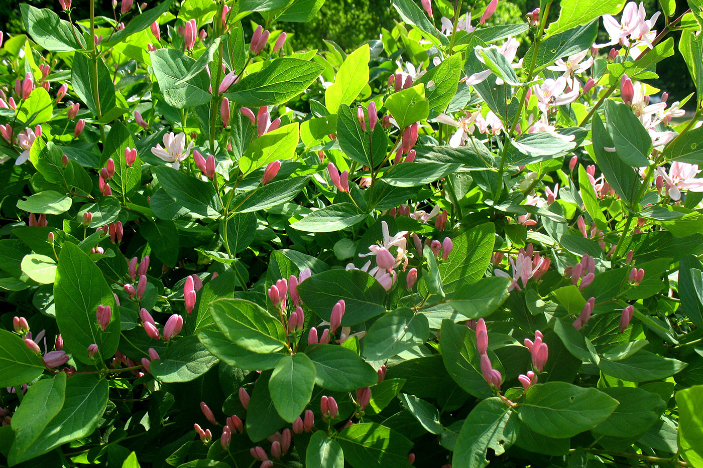 Image of Lonicera tatarica specimen.