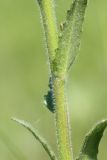 Arabis sagittata