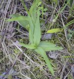 Epipactis palustris. Вегетирующее растение. Пермский край, г. Пермь, Кировский р-н, ООПТ \"Утиное болото\", разнотравный луг. 20.07.2022.