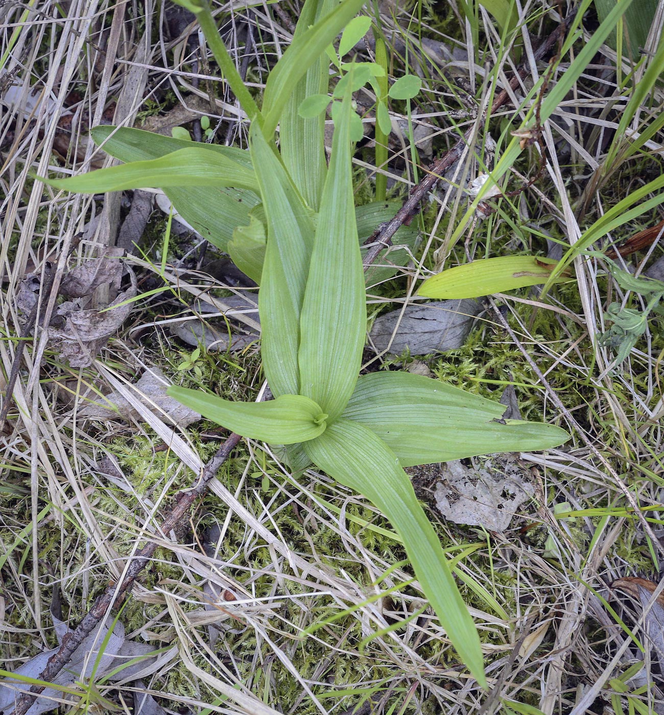 Image of Epipactis palustris specimen.