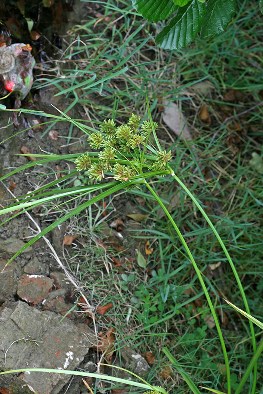 Image of Cyperus eragrostis specimen.