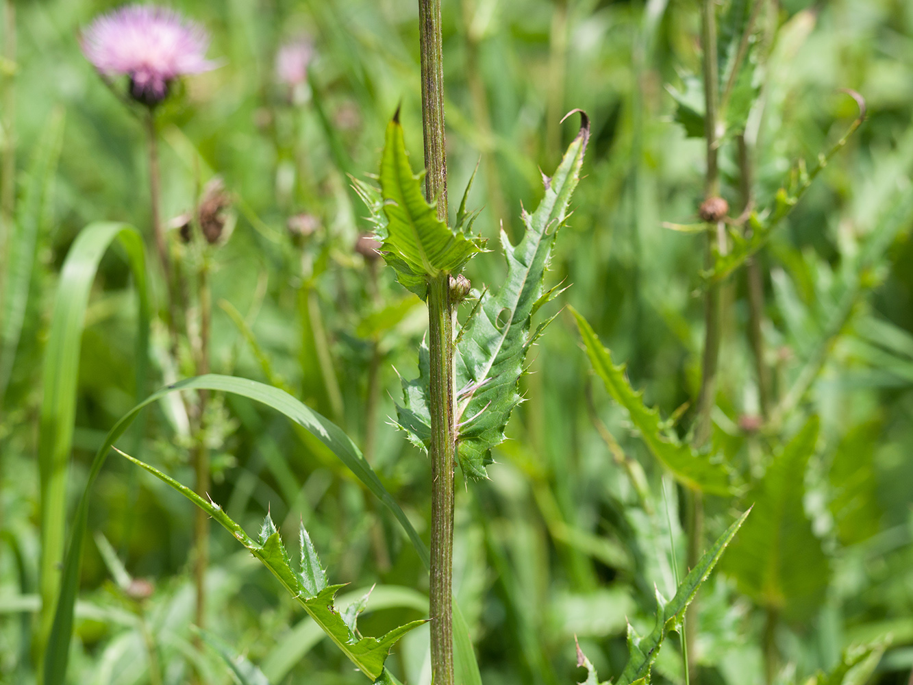 Изображение особи род Cirsium.