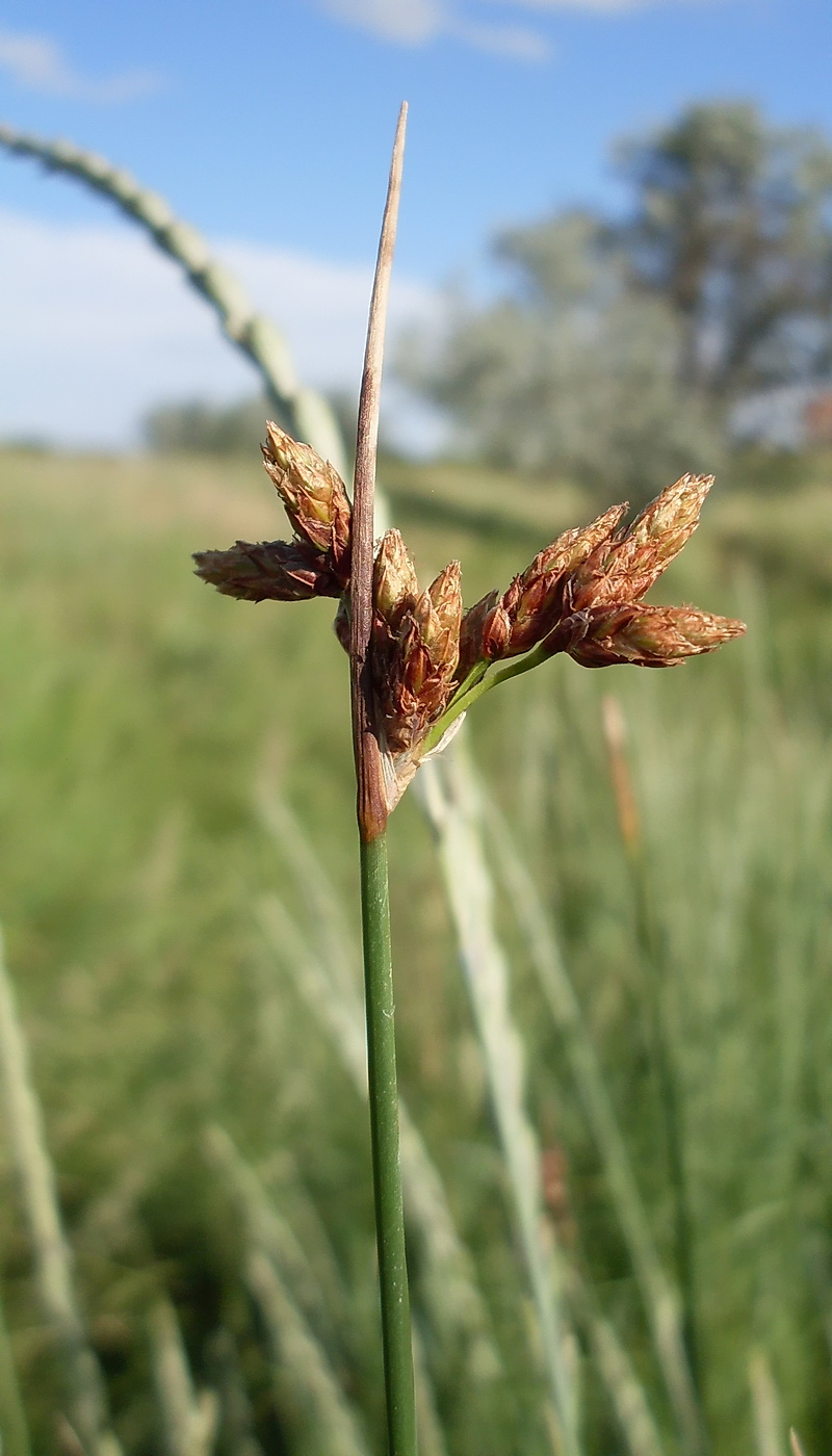 Изображение особи Schoenoplectus lacustris.