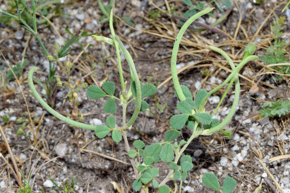 Image of Trigonella geminiflora specimen.