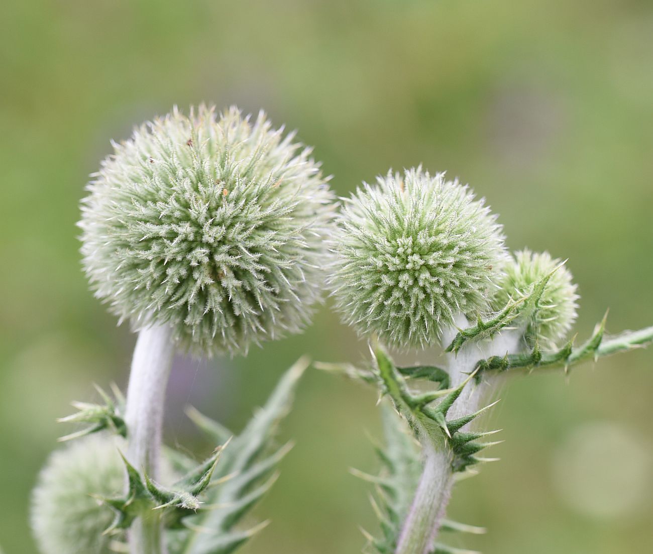 Image of Echinops sphaerocephalus specimen.