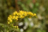 Solidago gigantea