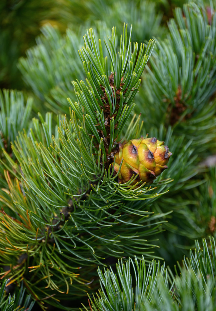 Image of Pinus pumila specimen.