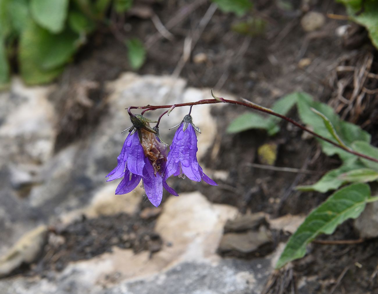 Image of Campanula collina specimen.