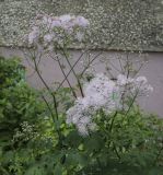 Thalictrum aquilegiifolium. Верхушка цветущего растения. Пермский край, г. Пермь, Кировский р-н, клумба у жилого дома. 02.07.2022.