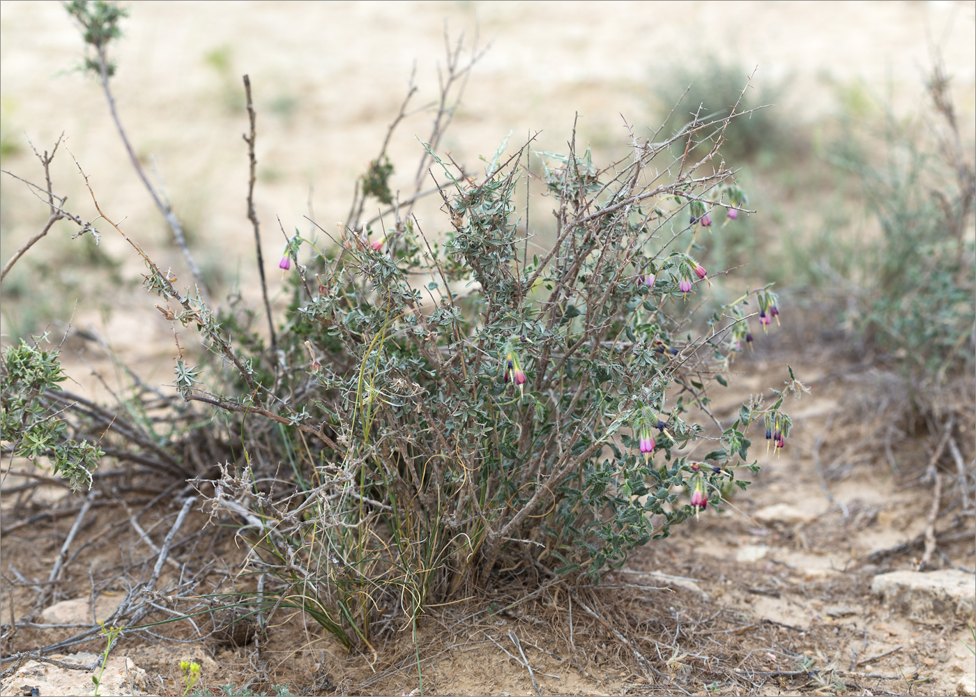 Image of Onosma staminea specimen.