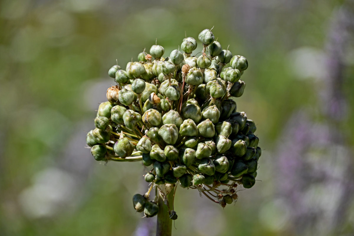 Изображение особи Allium aflatunense.