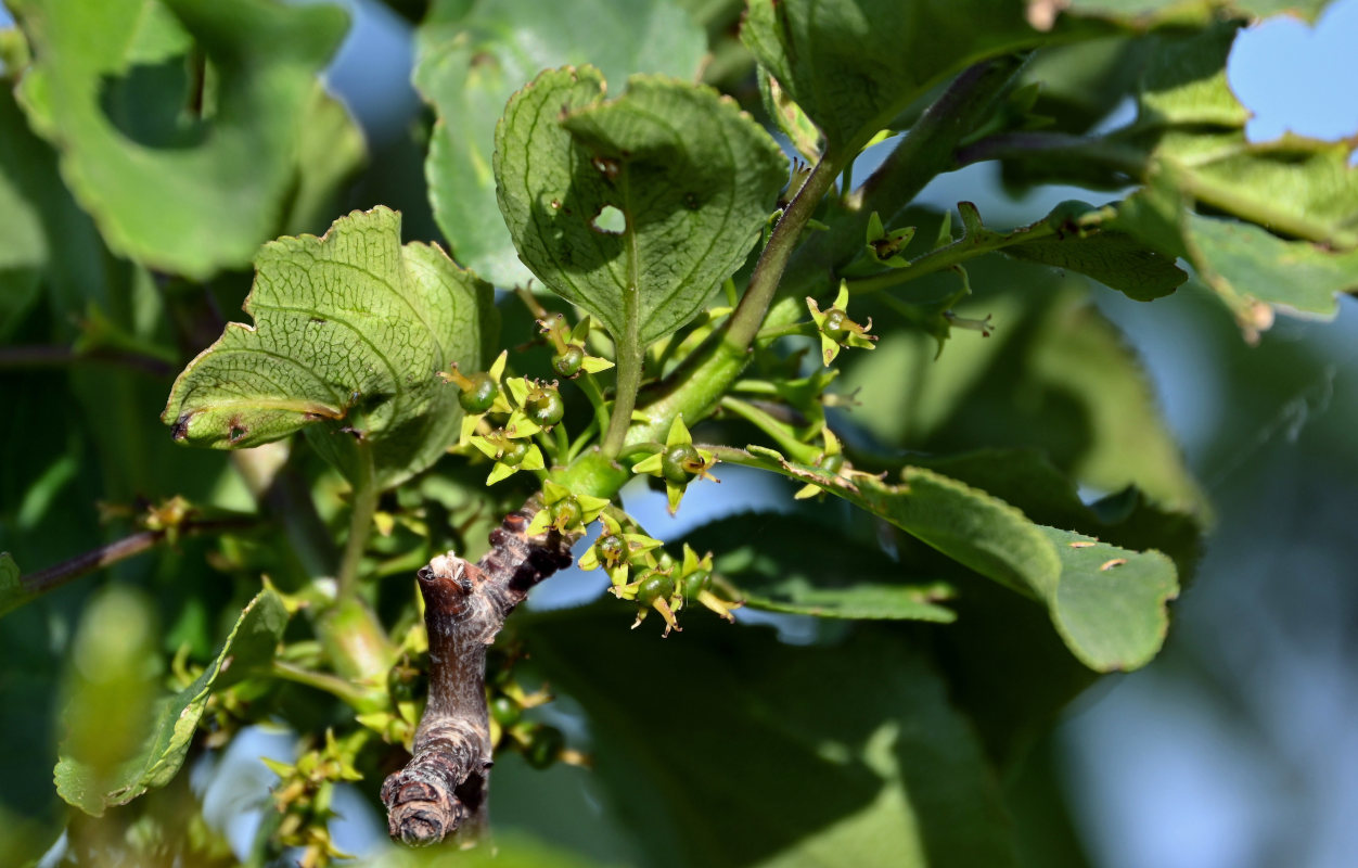 Image of Rhamnus cathartica specimen.