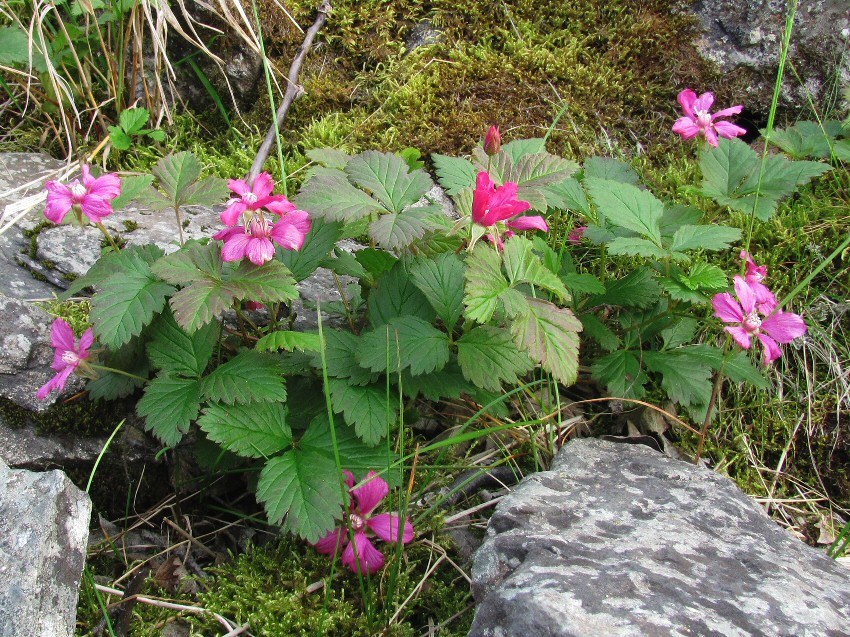 Image of Rubus arcticus specimen.