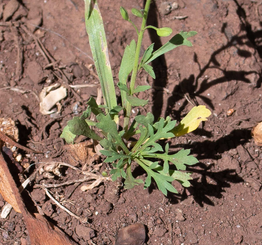 Image of Lepidium bonariense specimen.