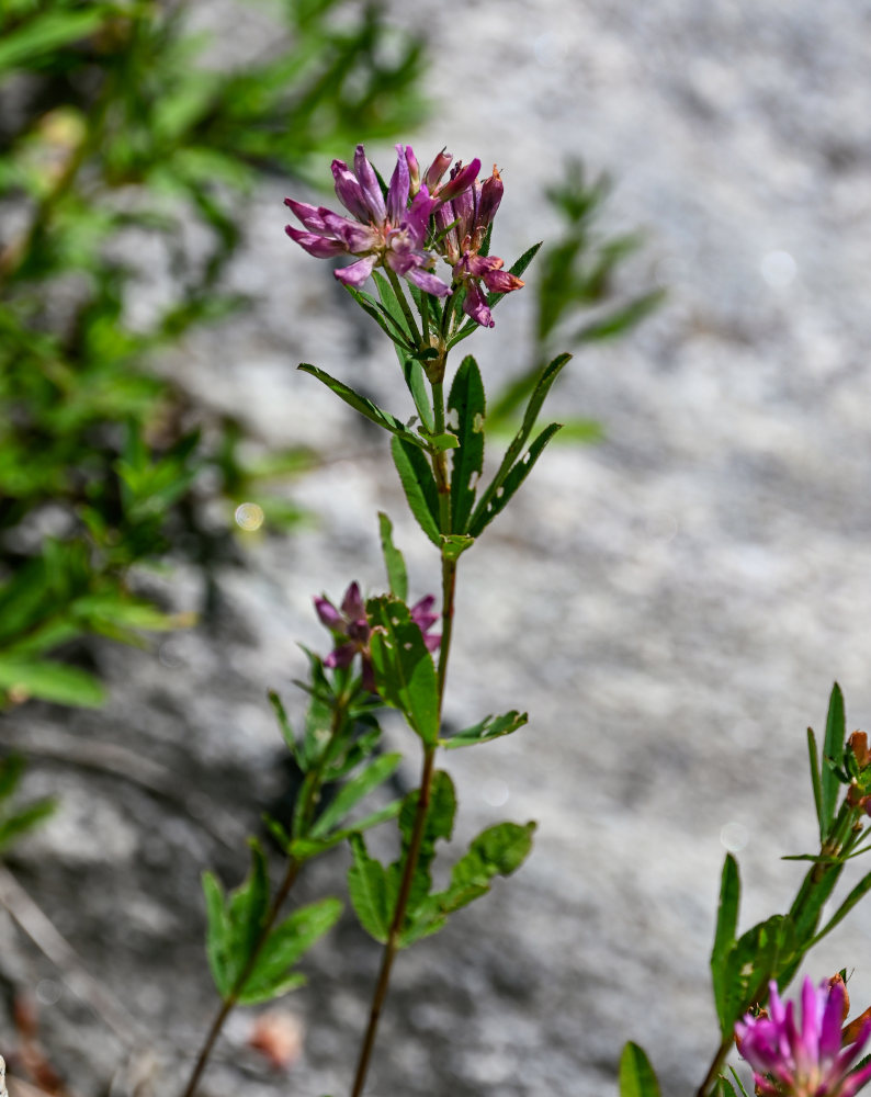 Image of Trifolium lupinaster specimen.