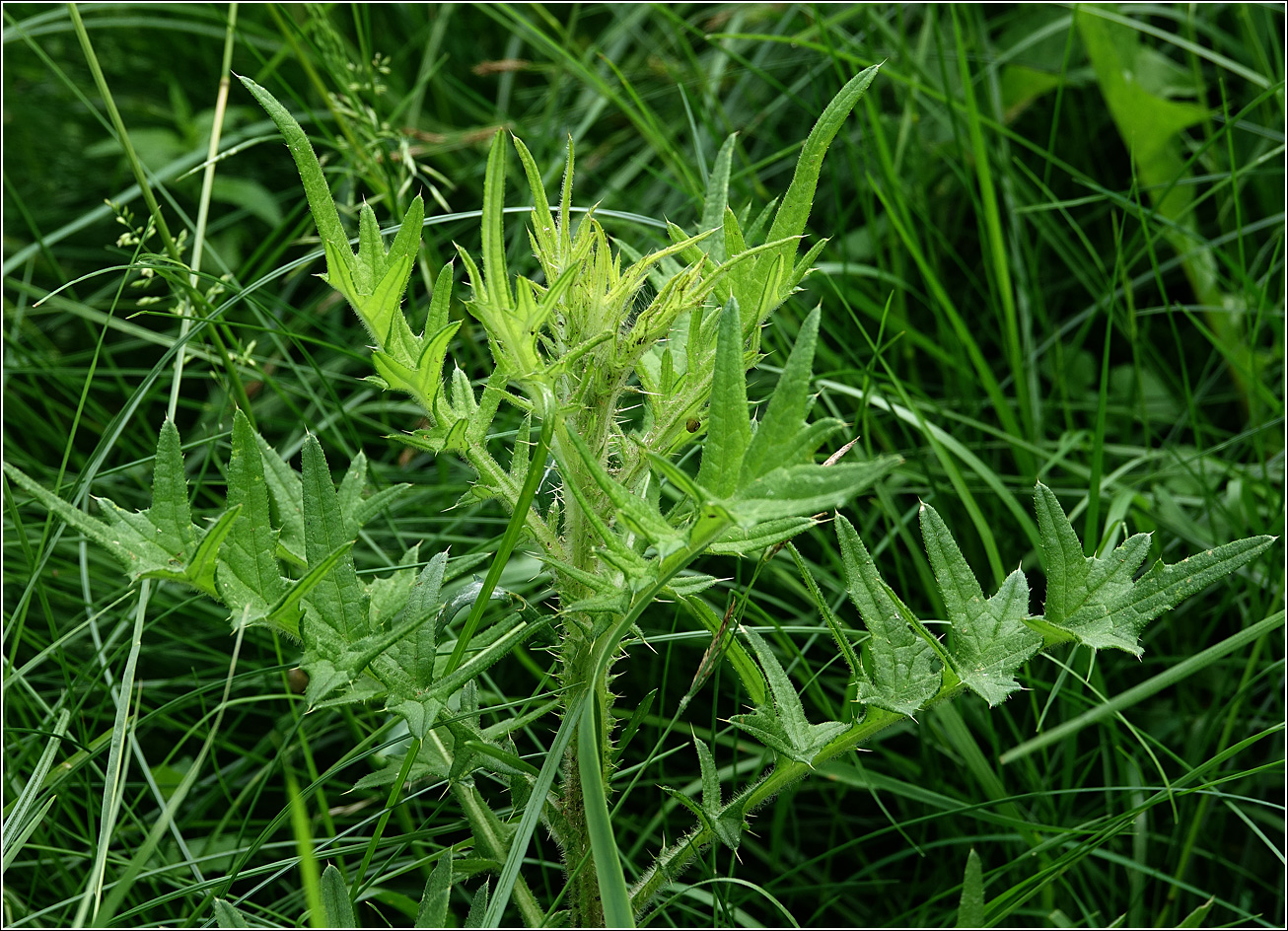 Изображение особи Cirsium vulgare.