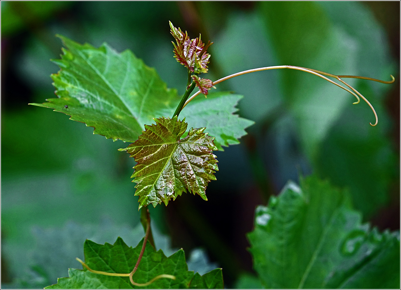 Изображение особи Vitis vinifera.