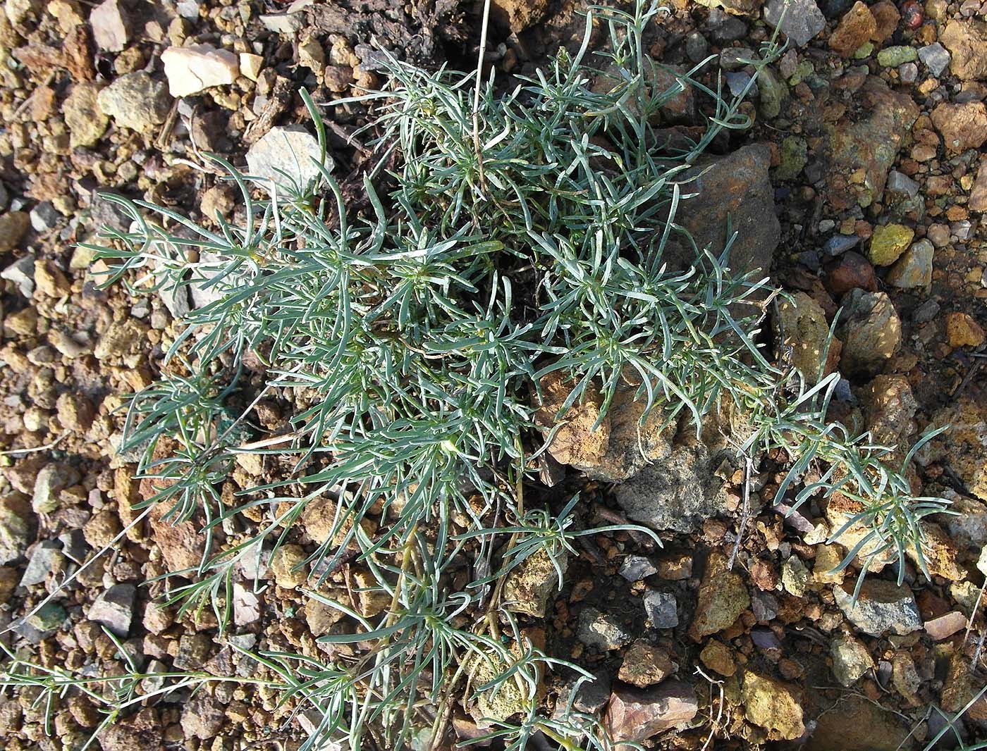 Image of Gypsophila patrinii specimen.