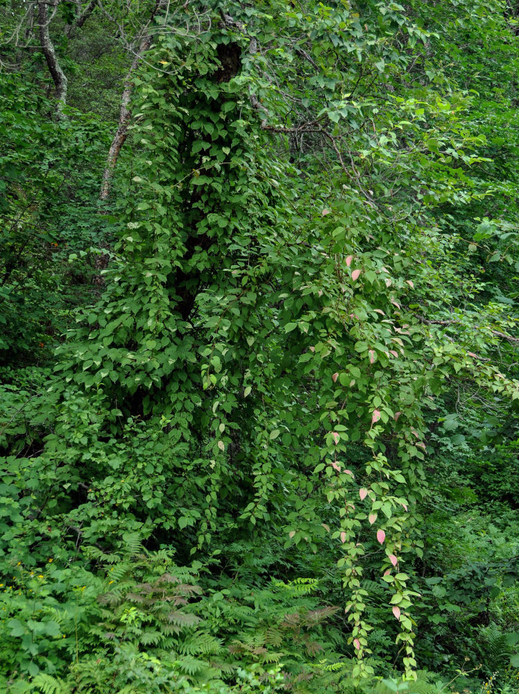 Image of Actinidia kolomikta specimen.