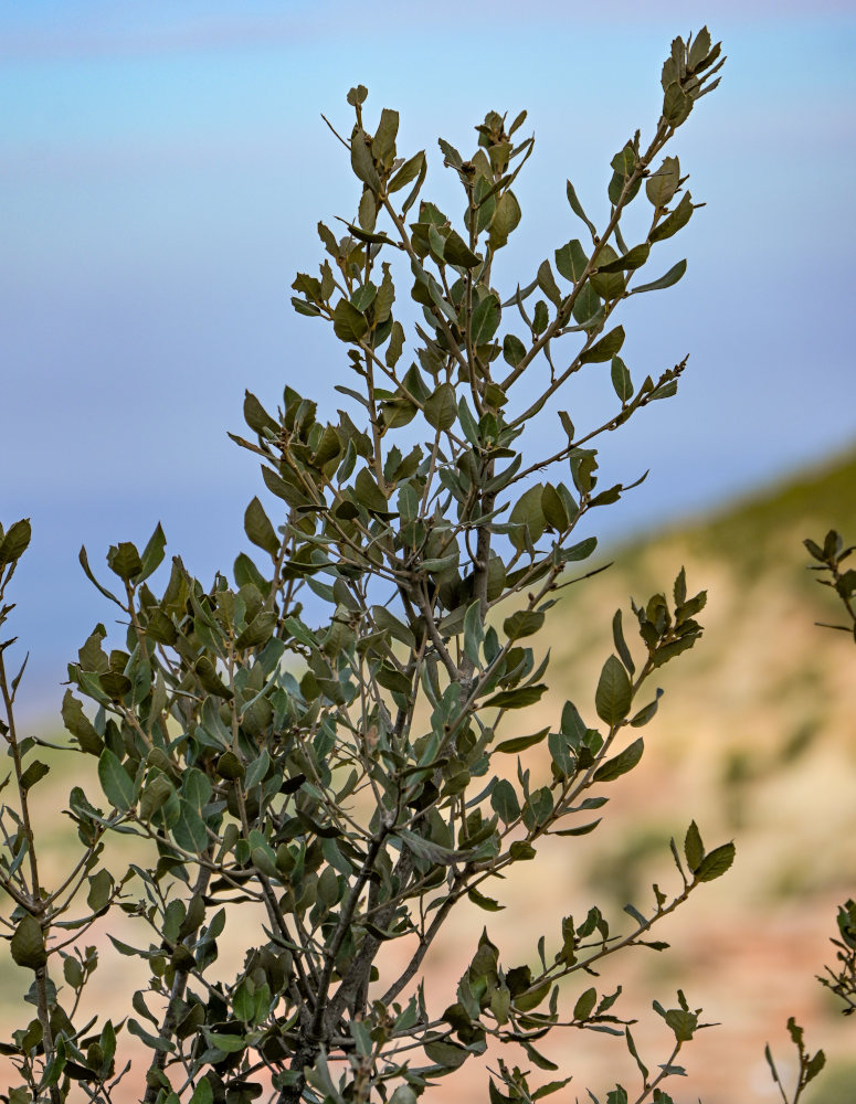 Image of Quercus rotundifolia specimen.