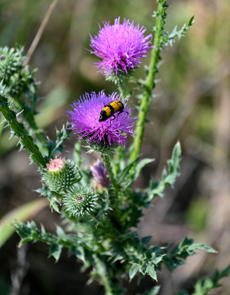 Image of Carduus acanthoides specimen.