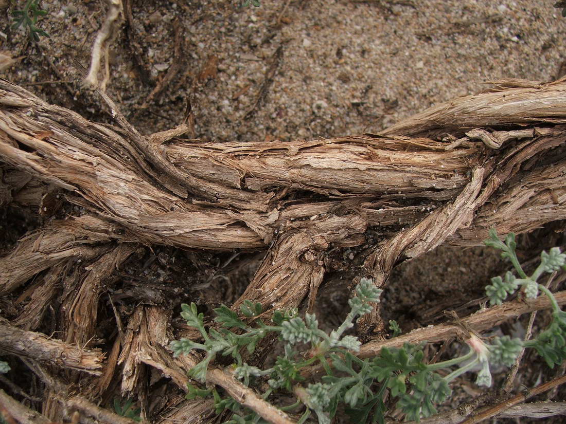 Image of Artemisia arenaria specimen.