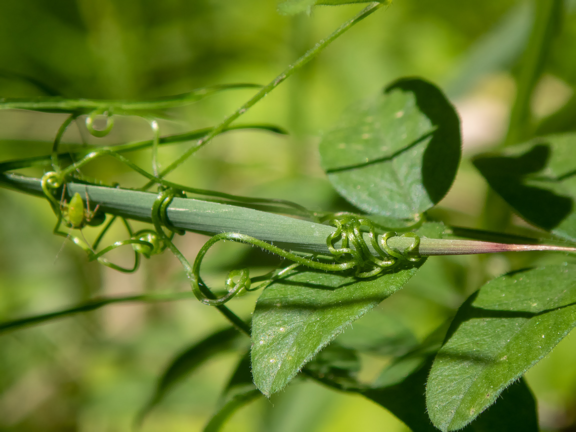 Image of Vicia sepium specimen.