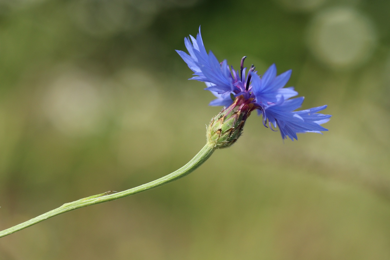 Изображение особи Centaurea cyanus.