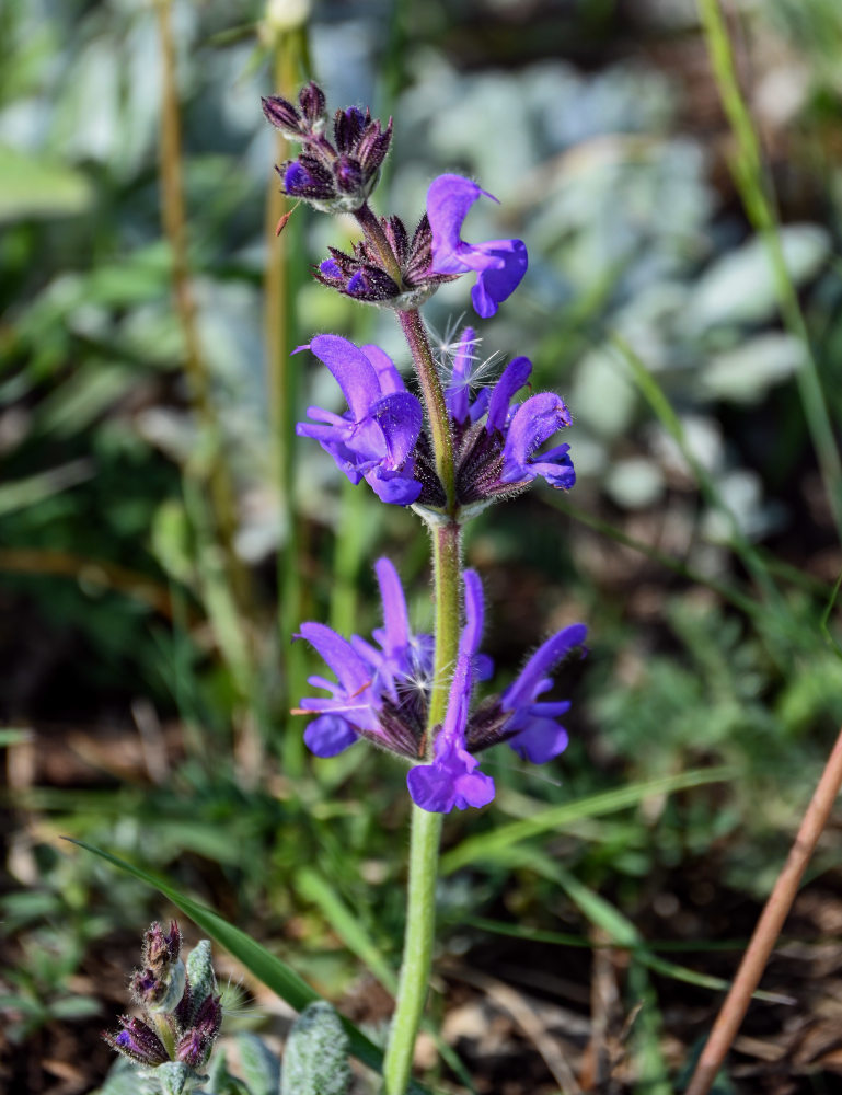 Изображение особи Salvia canescens.