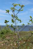 Frangula alnus