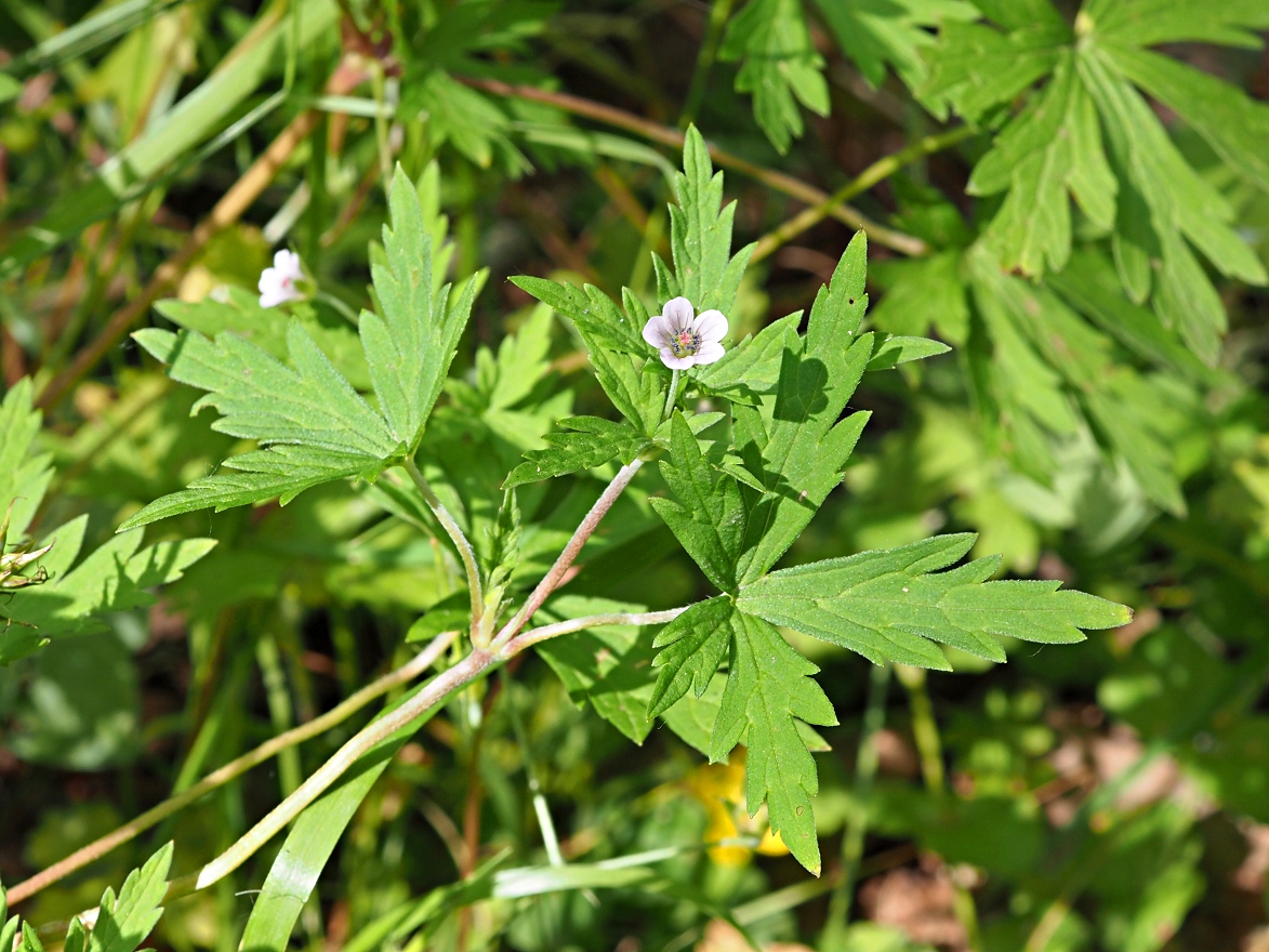 Image of Geranium sibiricum specimen.