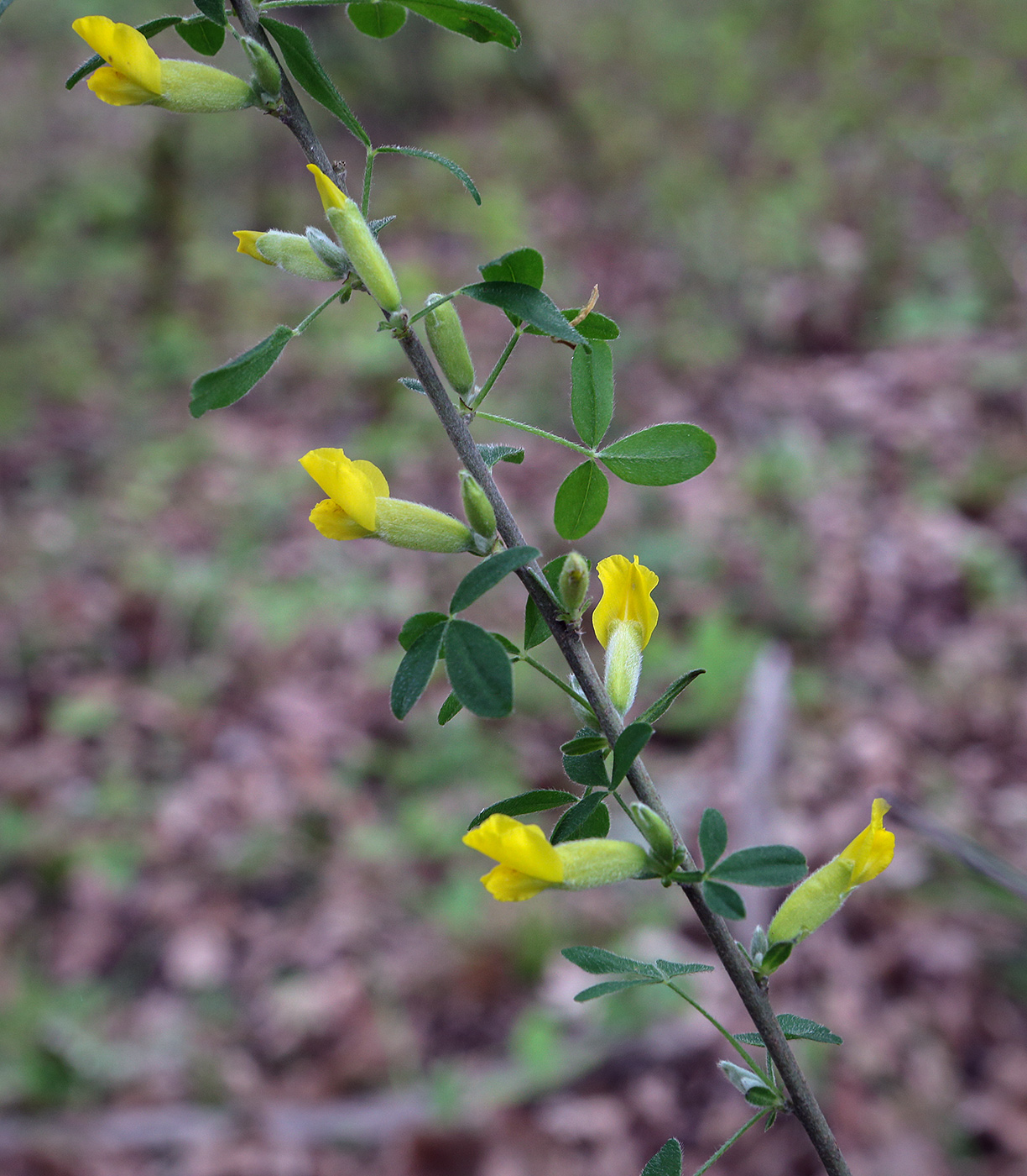 Изображение особи Chamaecytisus colchicus.