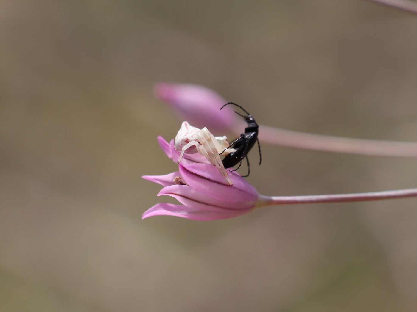 Image of Allium iliense ssp. nuratense specimen.