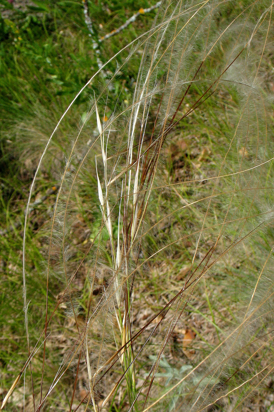 Image of Stipa pennata specimen.