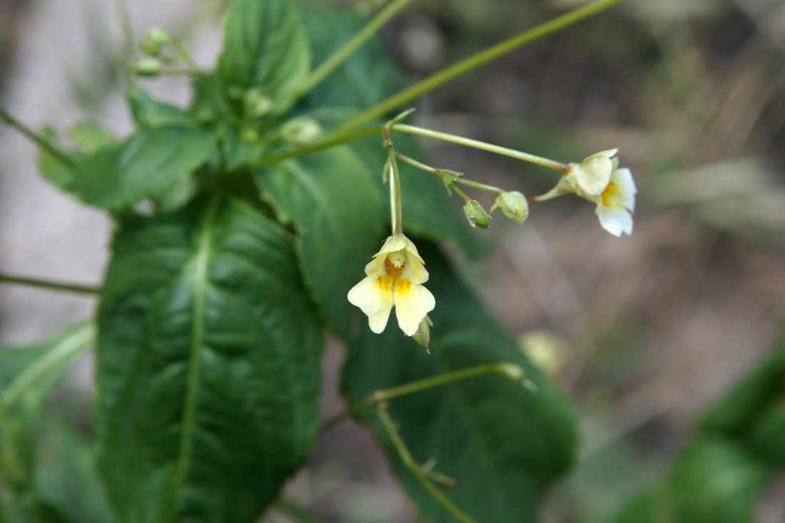 Image of Impatiens parviflora specimen.