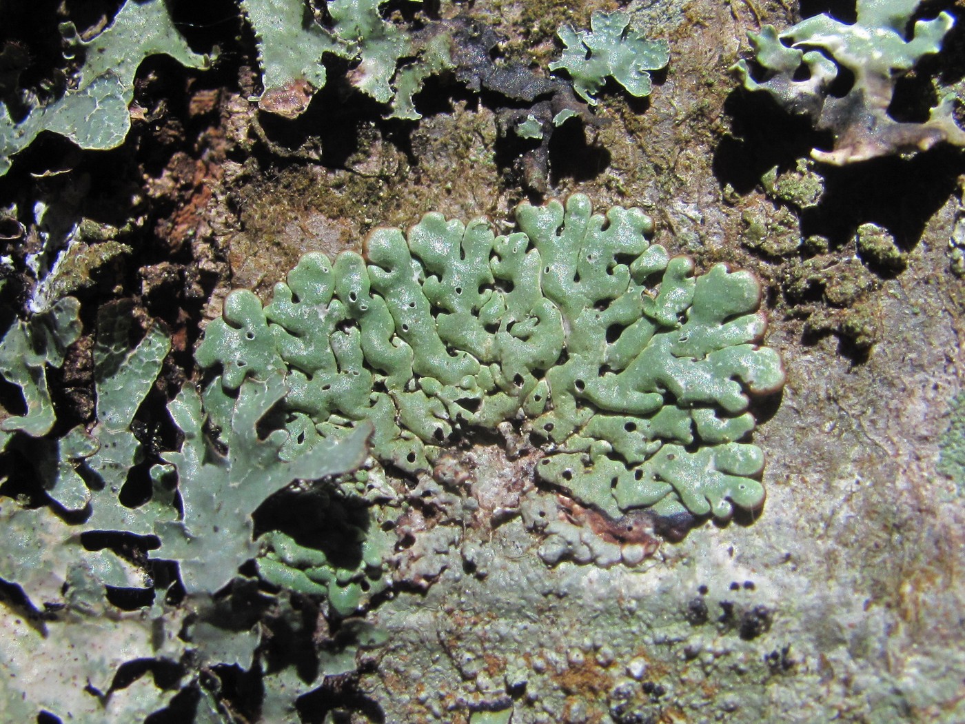 Image of Menegazzia terebrata specimen.